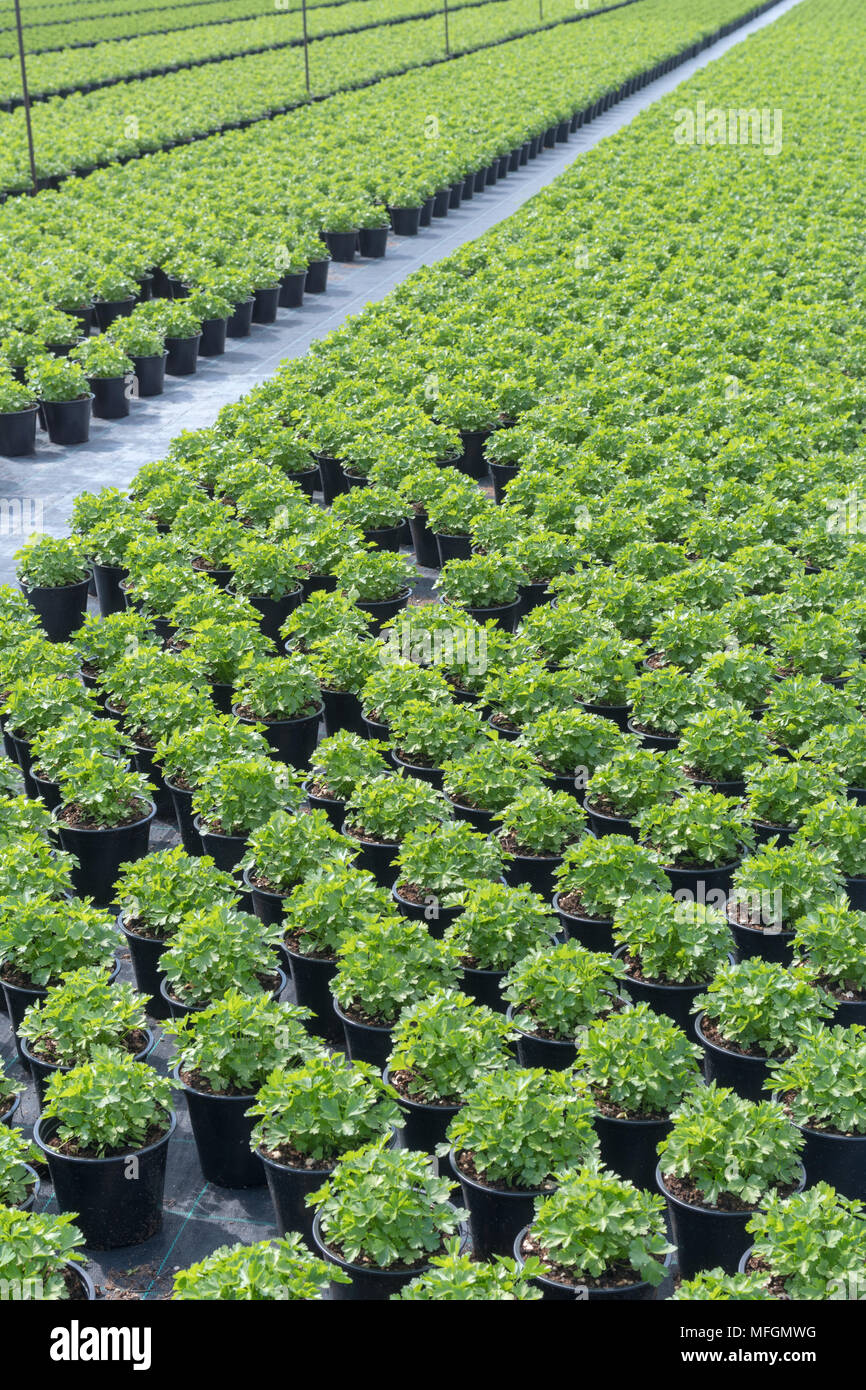 Commercial plants of parsley growing in a greenhouse Stock Photo - Alamy