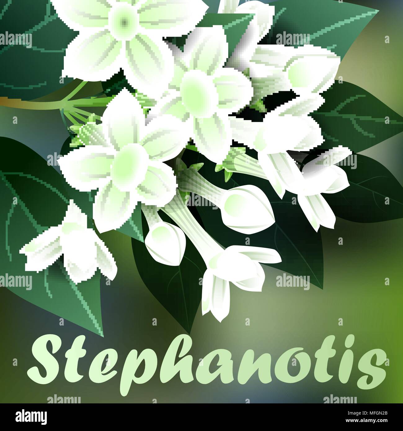 Beautiful spring flowers stephanotis. Cards or your design with space for text. Vector illustration Stock Vector