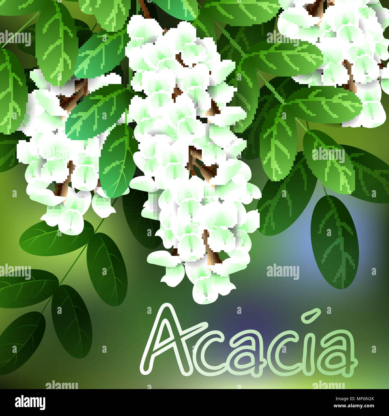 Beautiful spring flowers acacia. Cards or your design with space for text. Vector illustration Stock Vector