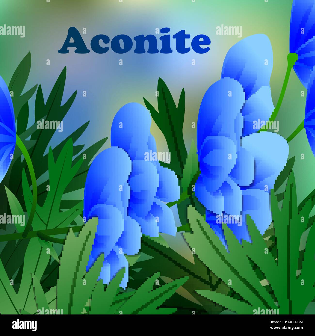Beautiful spring flowers Aconite. Cards or your design with space for text. Vector illustration Stock Vector