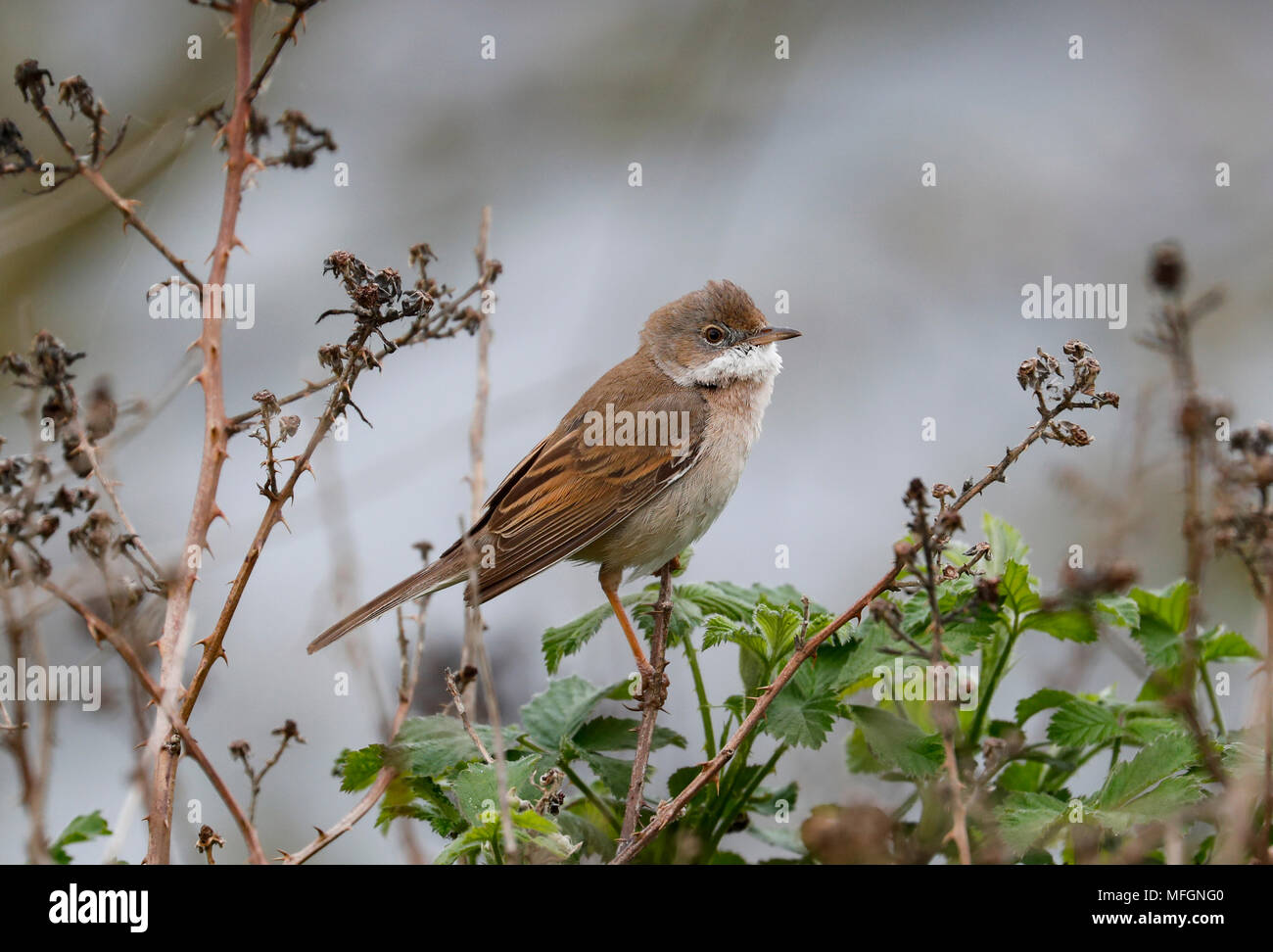 Whitethroat (Sylvia communis) Stock Photo