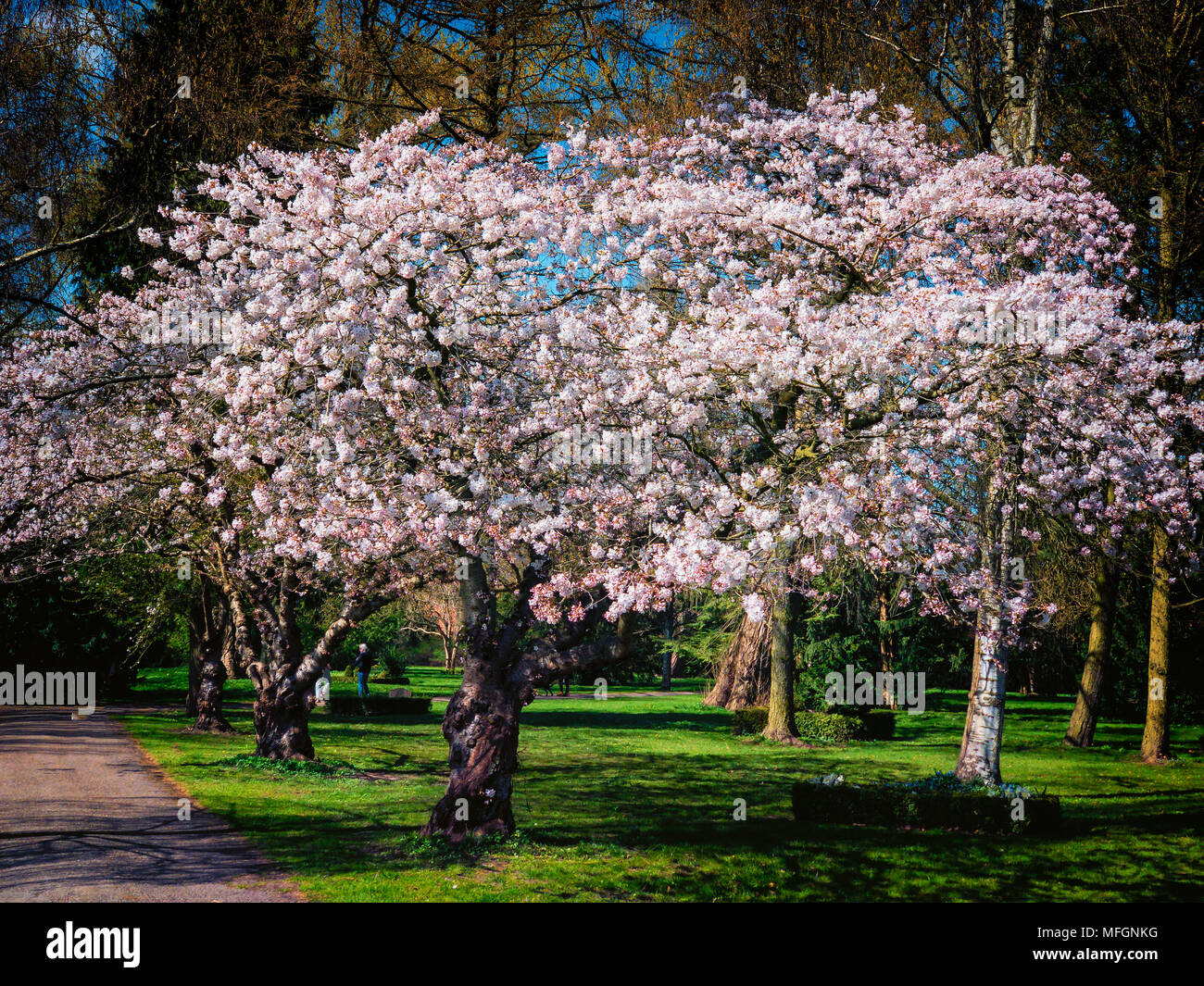 Cherry trees flowering in april Bispeengen, Denmark Stock Photo - Alamy