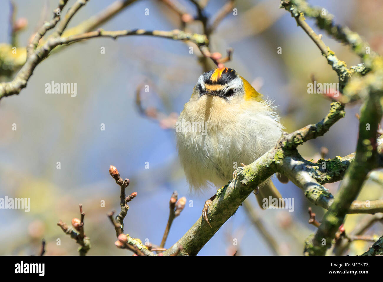 Closeup of a small common firecrest (Regulus ignicapilla) bird foraging through branches of trees and bush during Springtime on a sunny day Stock Photo