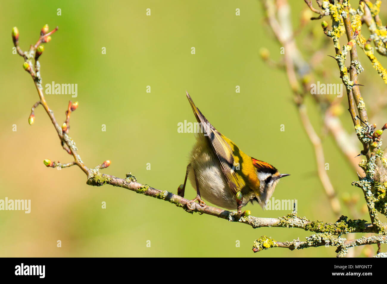 Closeup of a small common firecrest (Regulus ignicapilla) bird foraging through branches of trees and bush during Springtime on a sunny day Stock Photo