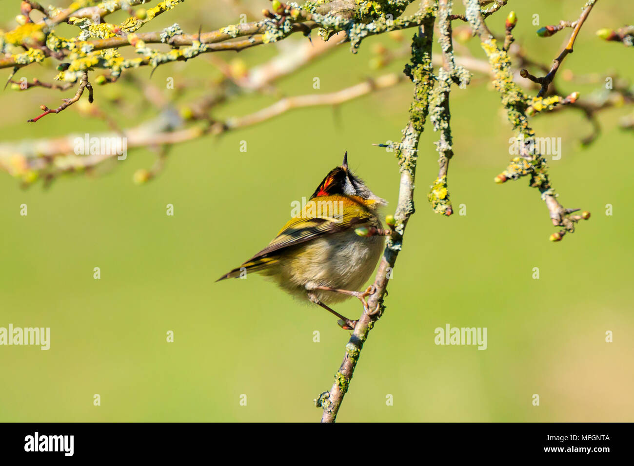 Closeup of a small common firecrest (Regulus ignicapilla) bird foraging through branches of trees and bush during Springtime on a sunny day Stock Photo