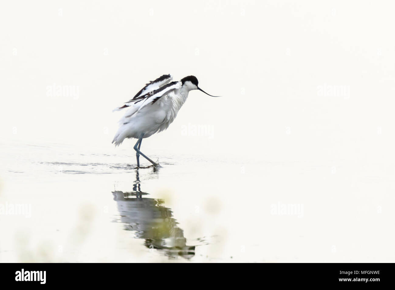 Minimalistic and artistic nature. Pied Avocet waterfowl Recurvirostra avosetta walking in water wetlands Stock Photo