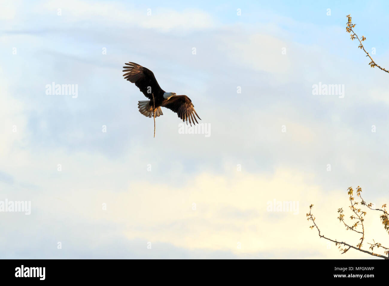 Sunlit Bald Eagle in flight carrying a large twig for it's nest Stock Photo