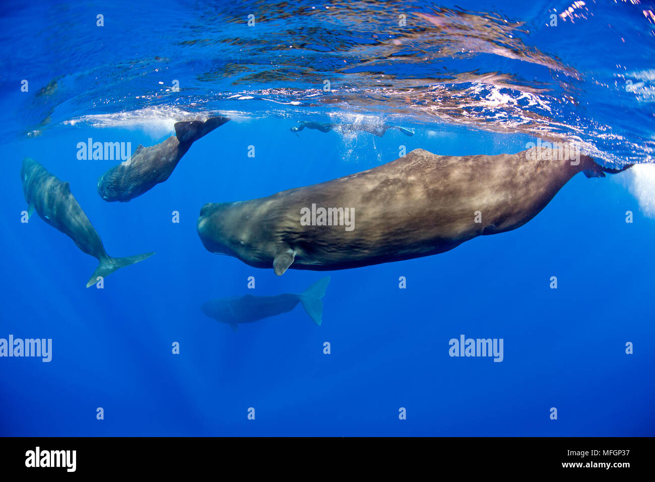 Pod of sperm whale, Physeter macrocephalus, Vulnerable (IUCN), Dominica, Caribbean Sea, Atlantic Ocean.  Photo taken under permit. Stock Photo