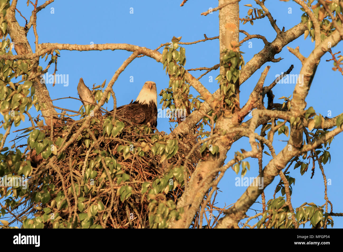 Bald Eagle on it's nest lit by evening spring sun Stock Photo