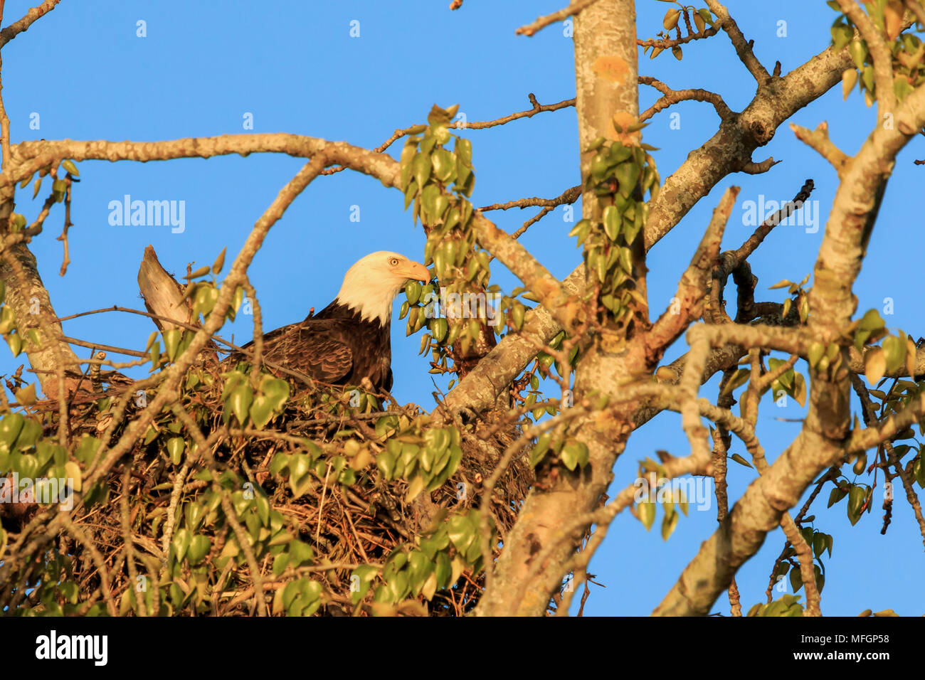 Bald Eagle on it's nest lit by evening spring sun Stock Photo