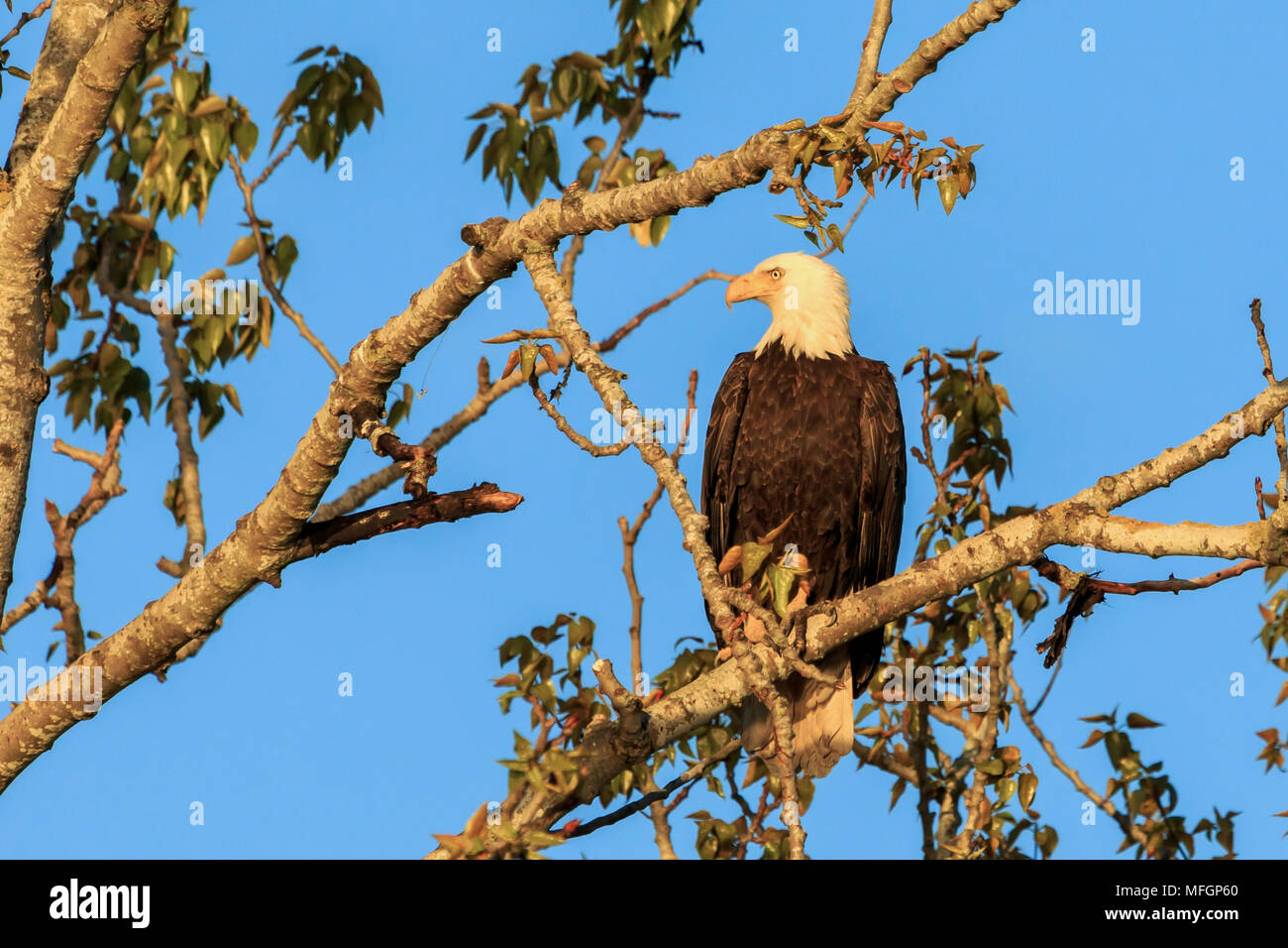 Bald Eagle perched on a tree branch lit by late evening sun Stock Photo