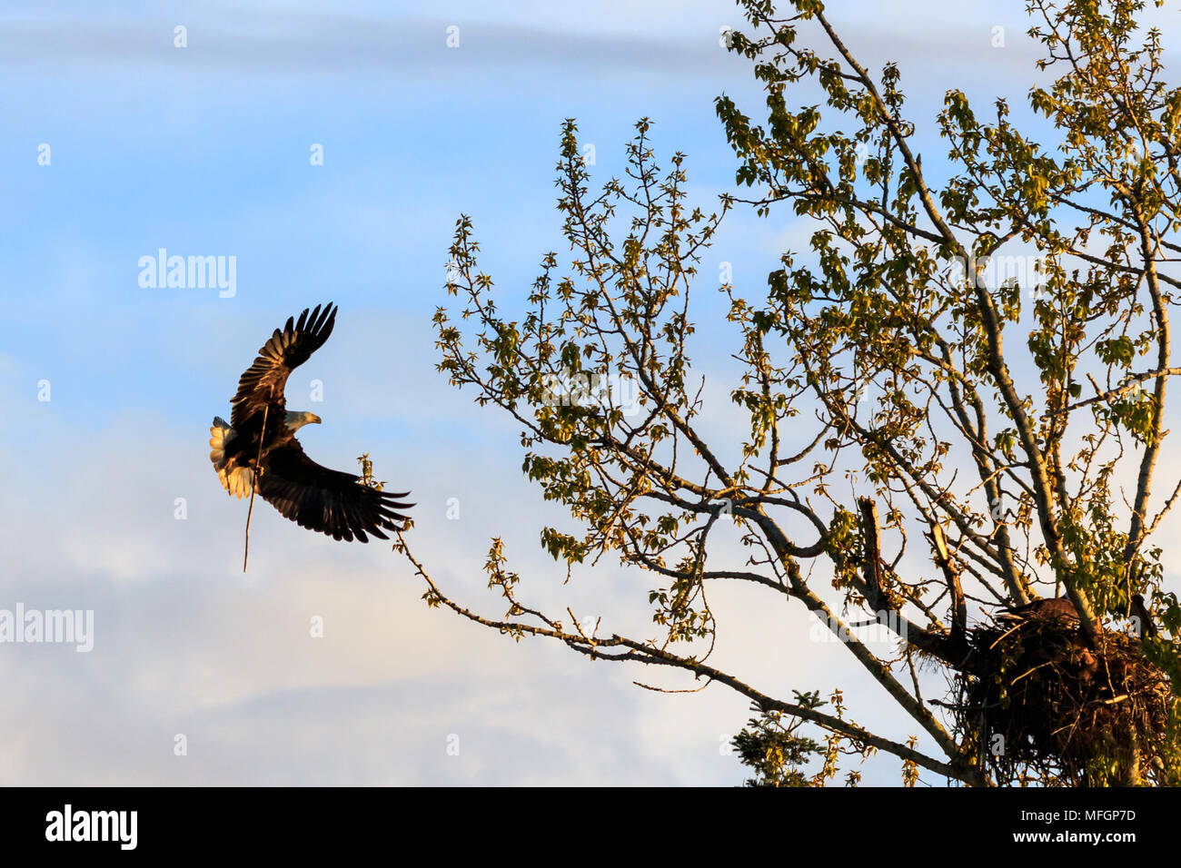 Bald Eagle flying toward it's tree nest with a branch in it's talons Stock Photo