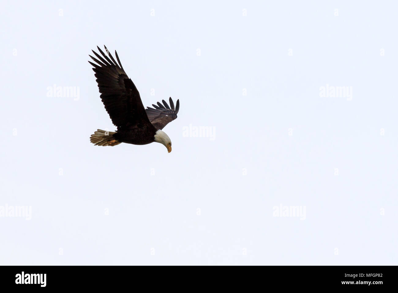 Bald Eagle hovering over water looking for prey Stock Photo