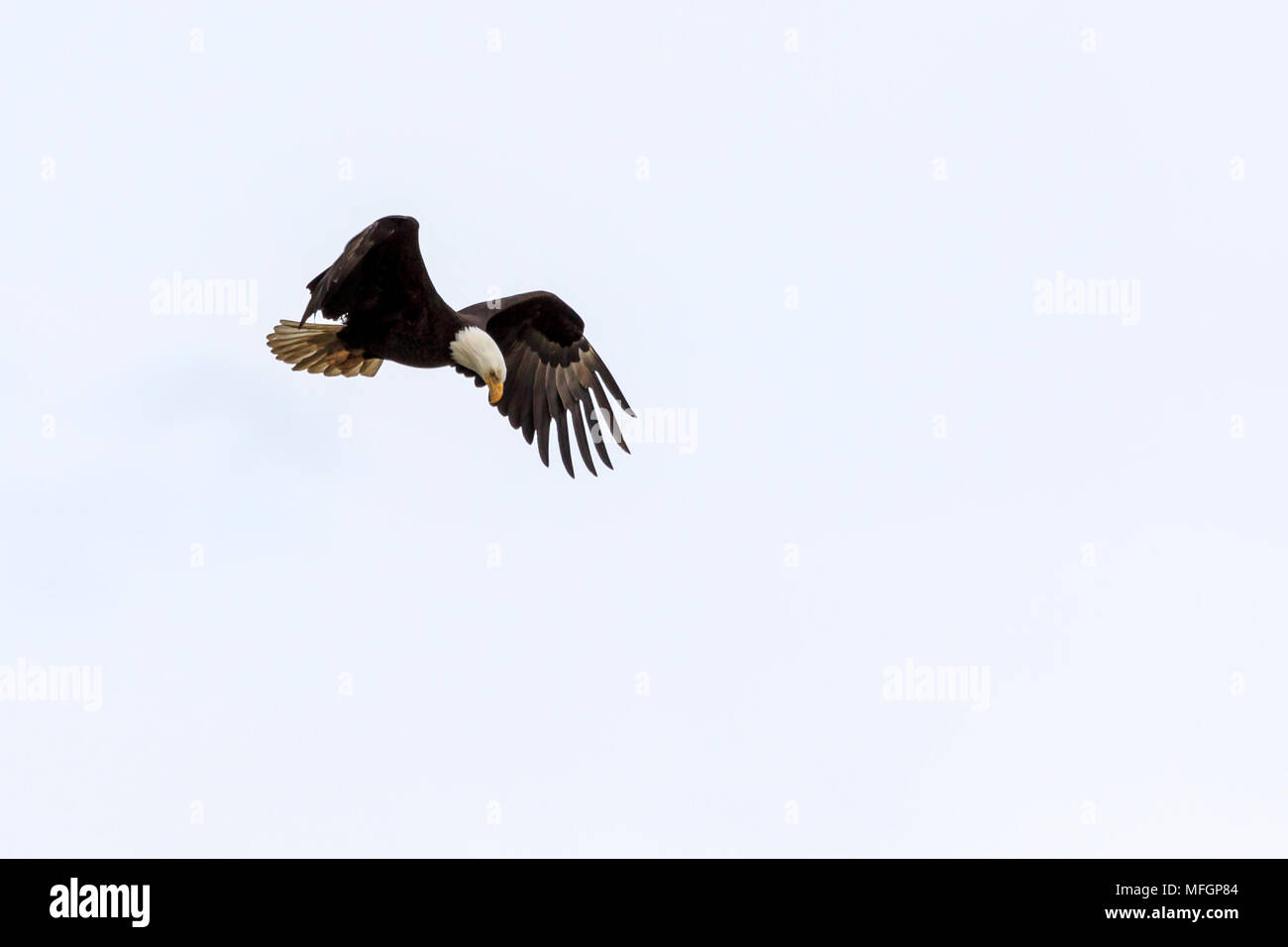 Bald Eagle hovering over water looking for prey Stock Photo