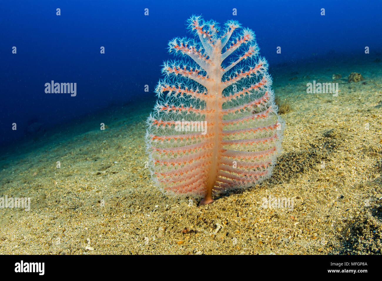 Baby Sea Pen