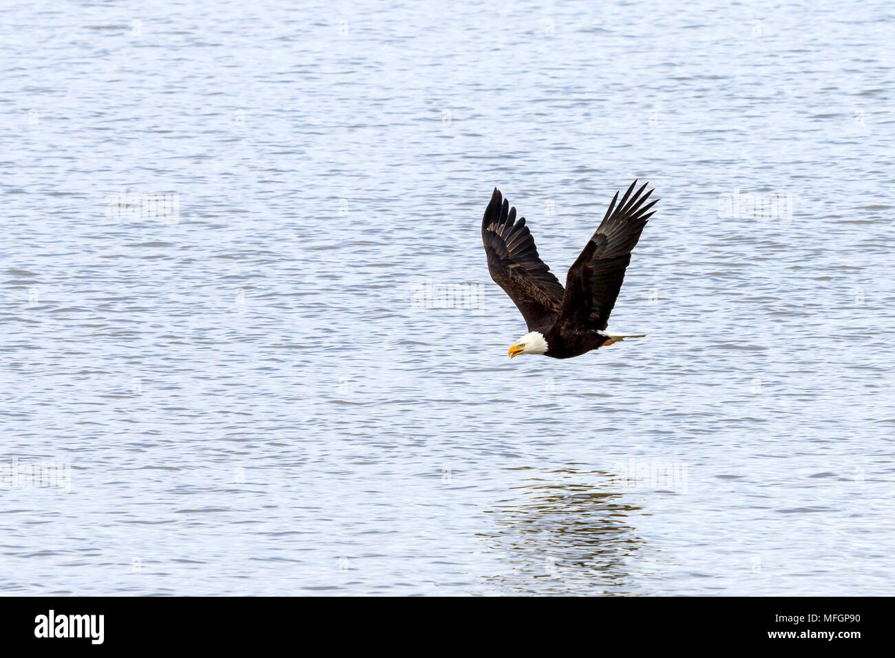 Bald Eagle flying low over the Fraser River Stock Photo