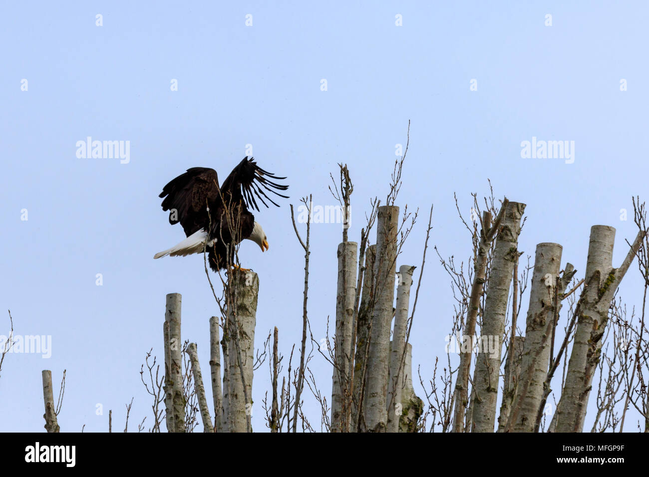 Bald Eagle with talons out stretched preparing to land on top of a tree branch Stock Photo