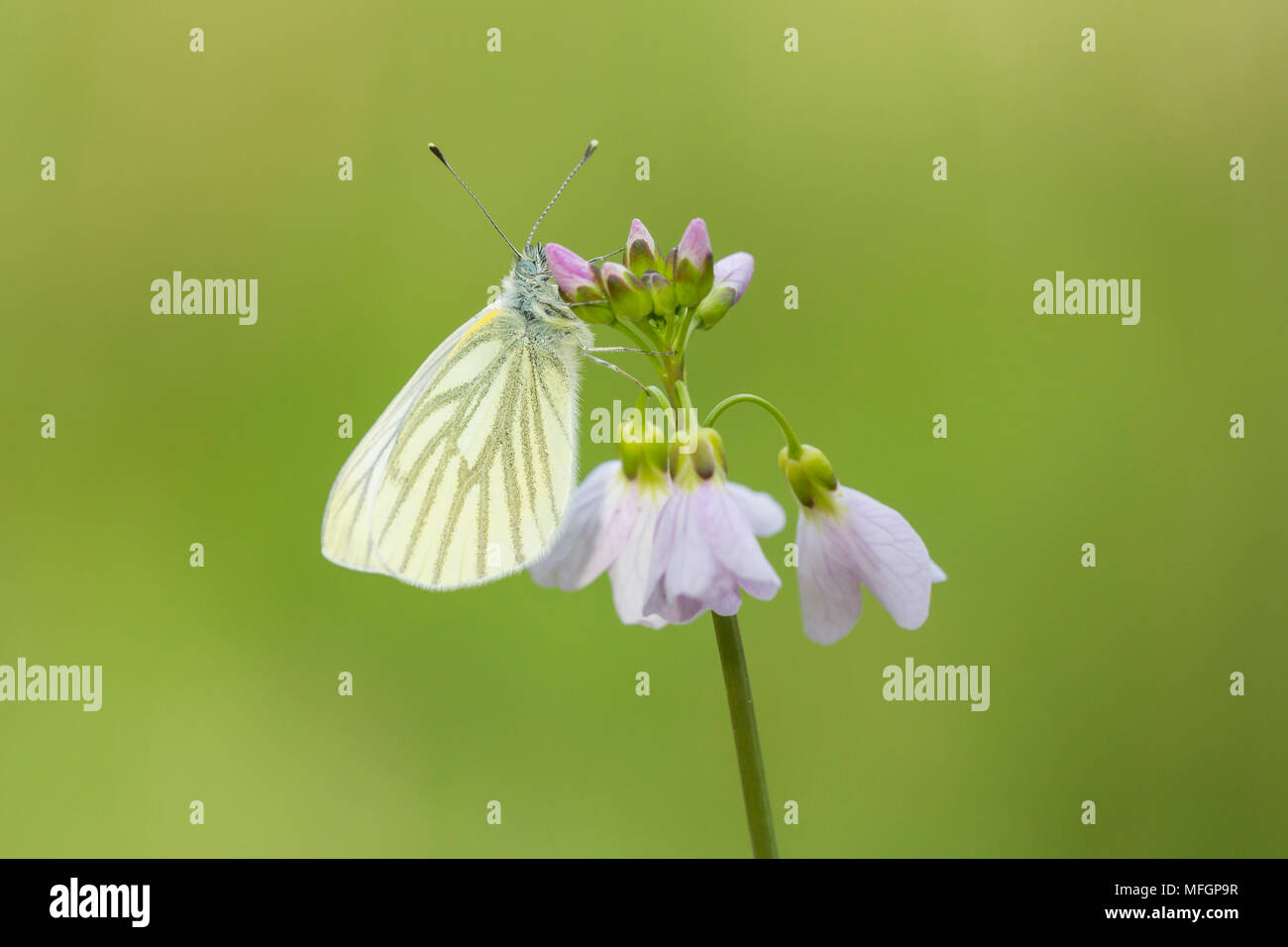 Closeup of a green-veined white (Pieris napi) butterfly resting and feeding nectar from cuckooflower (Cardamine pratensis) in a green meadow during Sp Stock Photo