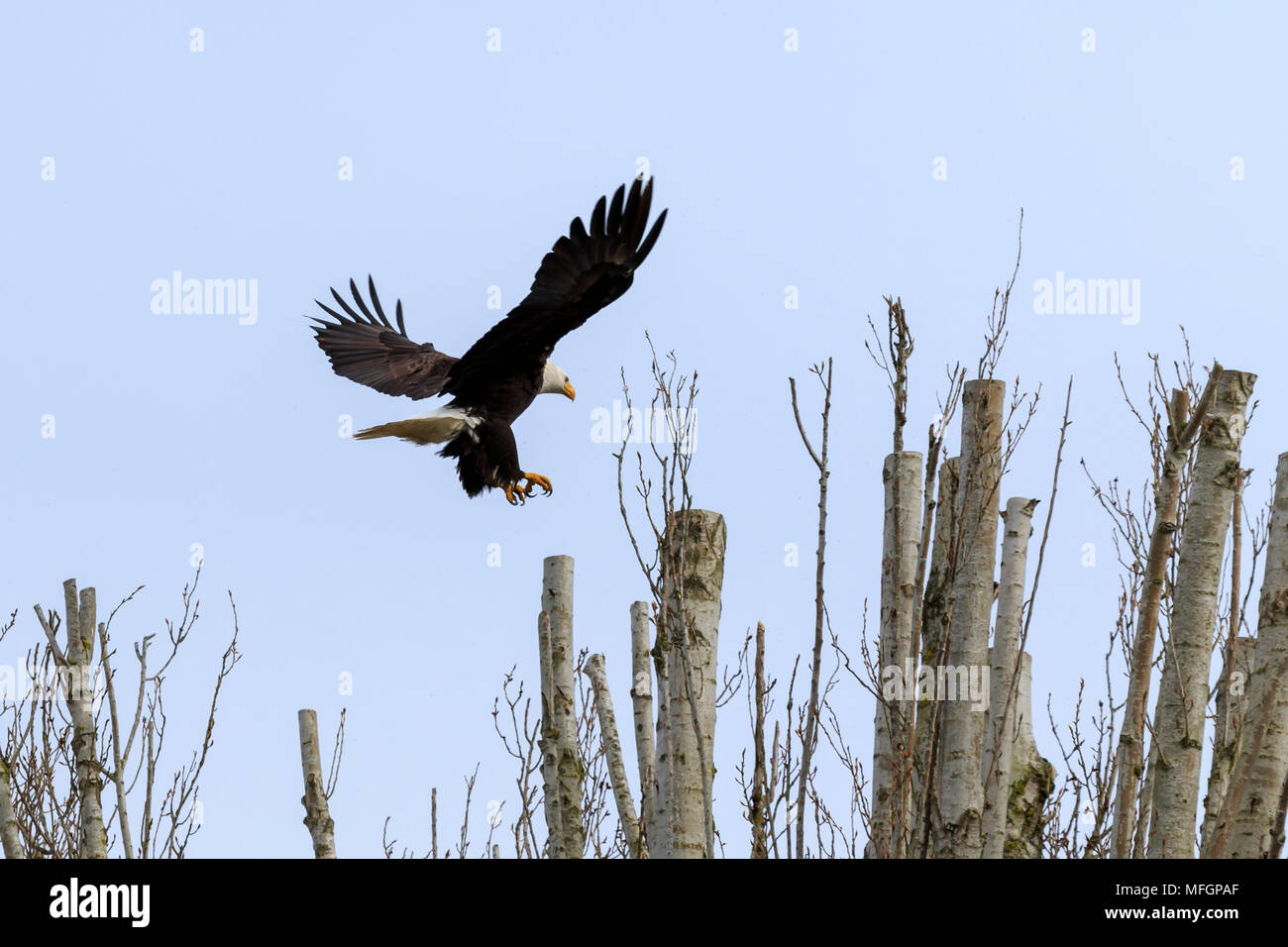 Bald Eagle with talons out stretched preparing to land on top of a tree branch Stock Photo