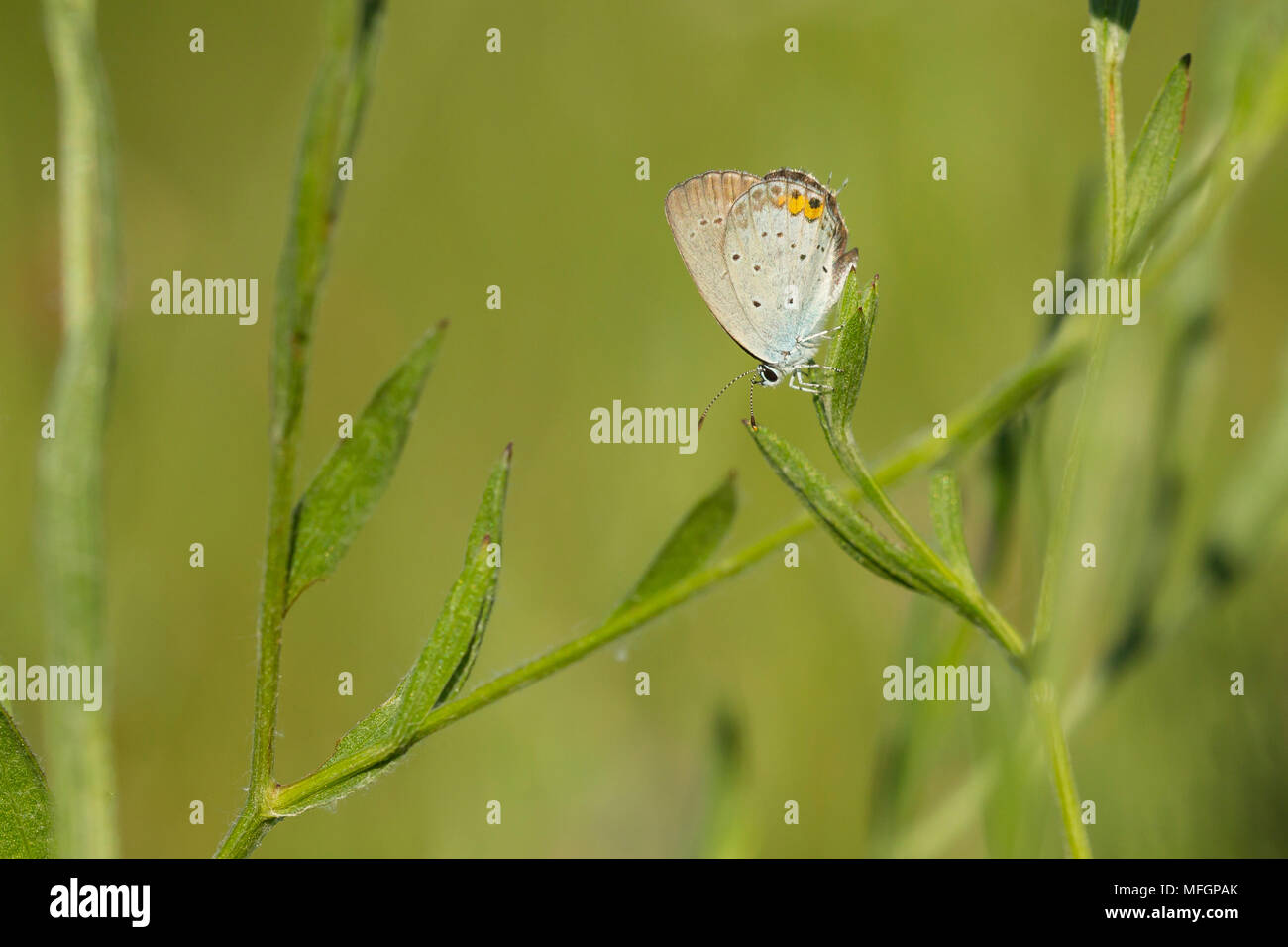 Close up of a short-tailed blue or tailed Cupid, Cupido argiades, resting on vegetation in sunlight during daytime in Summer season Stock Photo