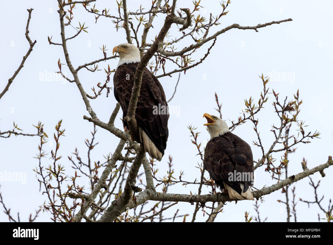 Pair of Bald Eagles perched on tree branches Stock Photo