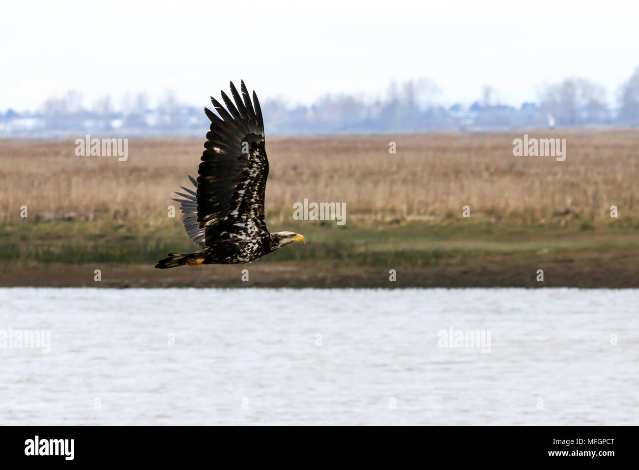 First year Bald Eagle flying low over the Fraser River Stock Photo