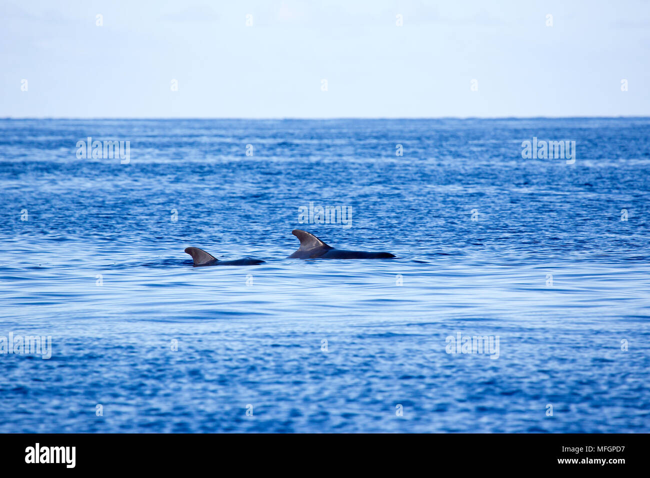 Couple of Short-finned Pilot Whale, Globicephala melaena, surfacing with dorsal fin, Conservation dependant (IUCN). Dominica, Caribbean Sea, Atlantic Stock Photo
