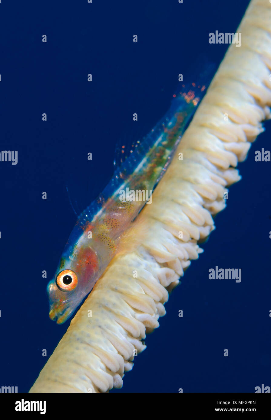 whip-coral goby (Bryaninops yongei) on common wire coral (Cirrhipathes anguina), Solomon Islands Stock Photo