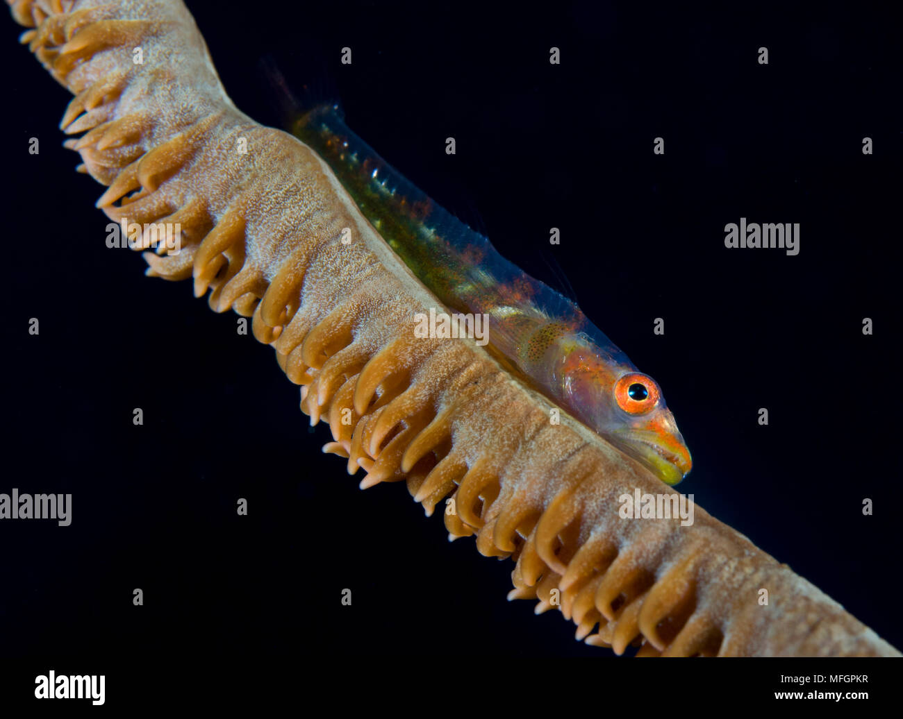 whip-coral goby (Bryaninops yongei) on common wire coral (Cirrhipathes anguina), Solomon Islands Stock Photo
