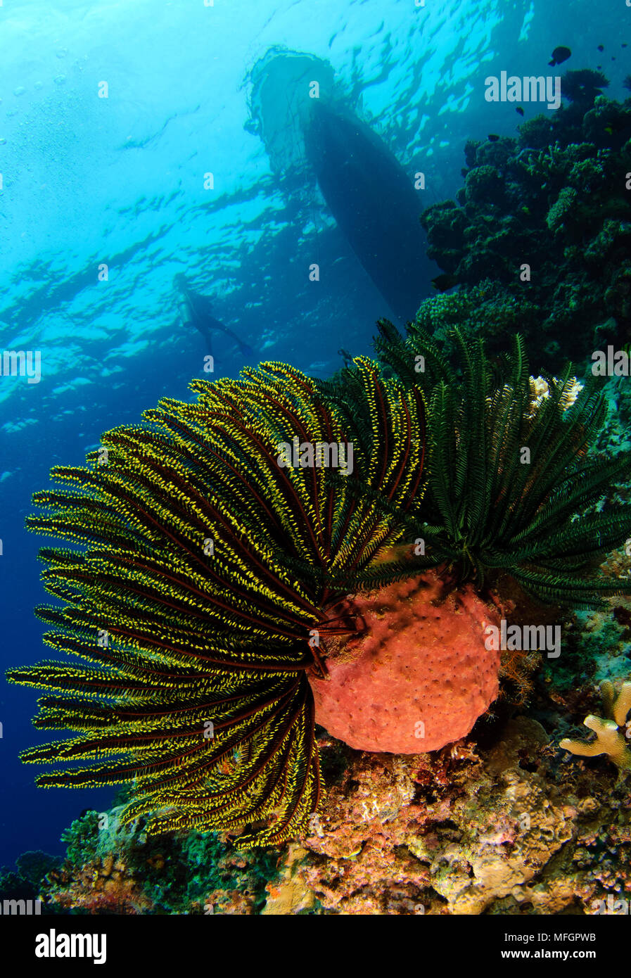 Schlegel's feather star (Comaster schlegelii) with boat in the background., Gorontalo, Sulawesi, Indonesia Stock Photo