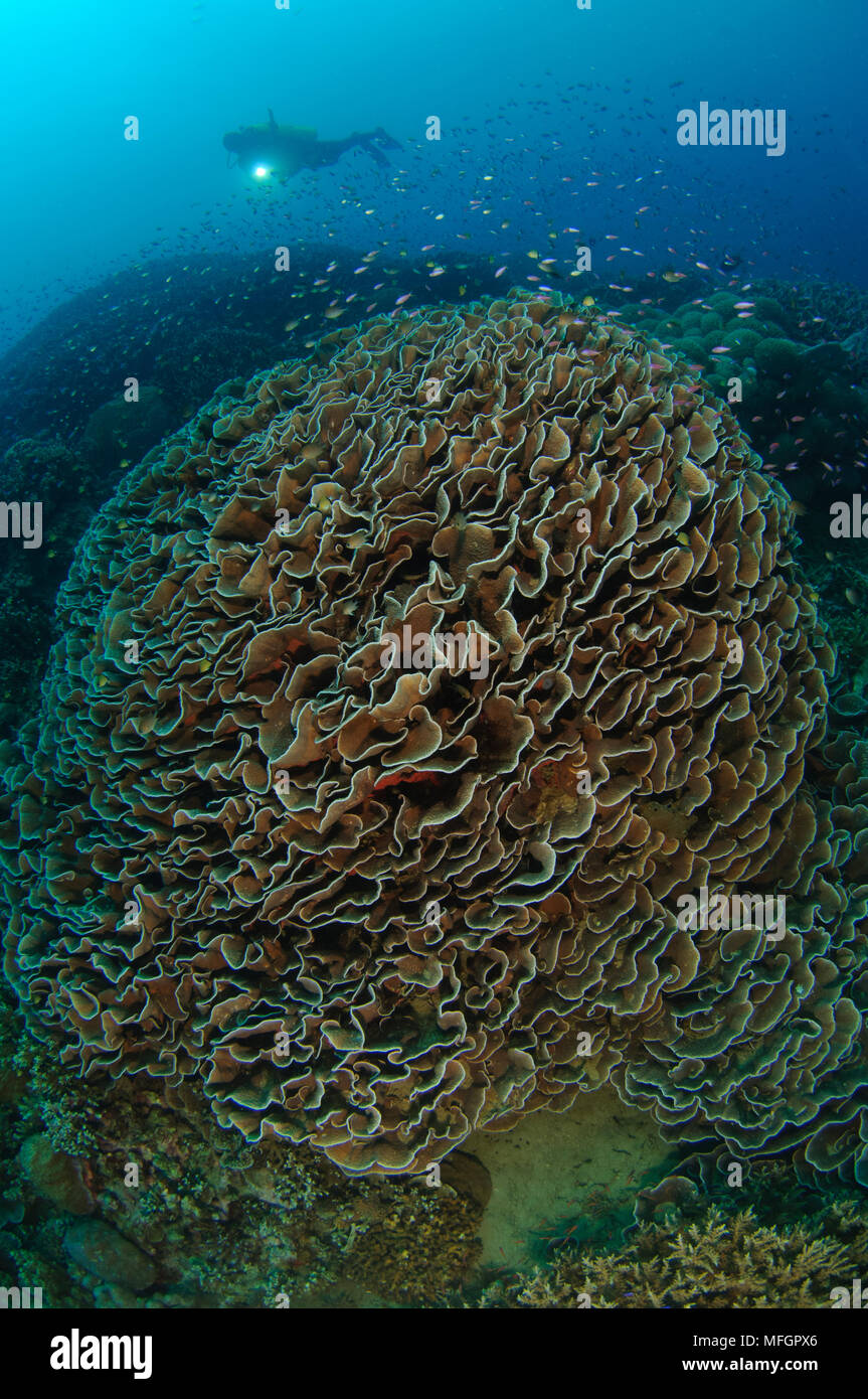 Diver exploring Cabbage Coral mountain (Turbinaria reniformis). Also known as Scroll Coral. Gorontalo, Indonesia Stock Photo