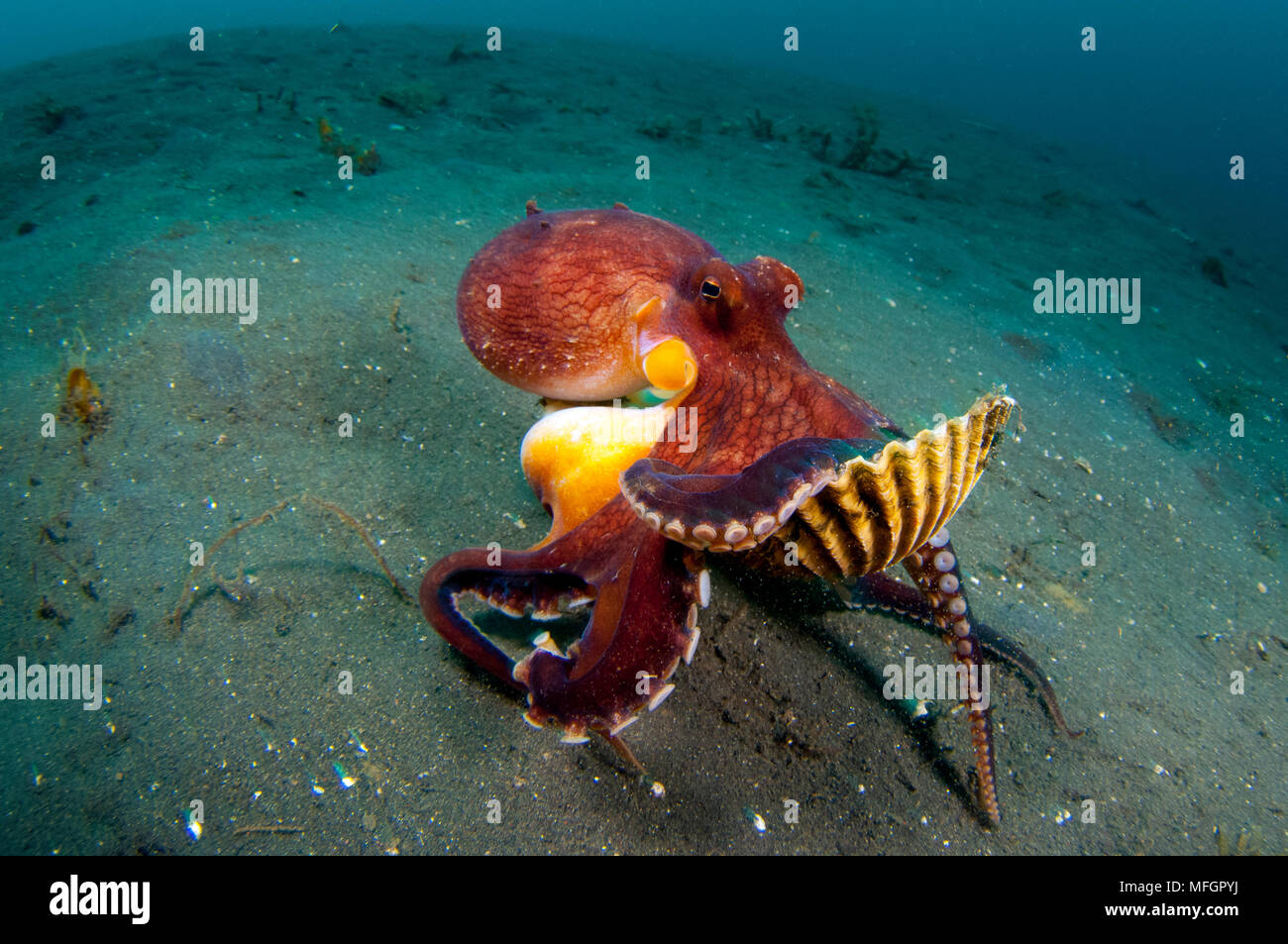 A Coconut Octopus (Amphioctopus marginatus), a species that gathers coconut and mollusc shells for shelter, Lembeh Strait, Sulawesi, Indonesia Stock Photo