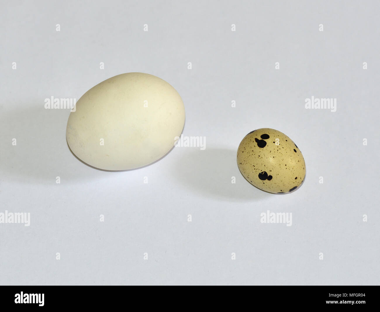 Chicken egg and quail egg on white background. Stock Photo
