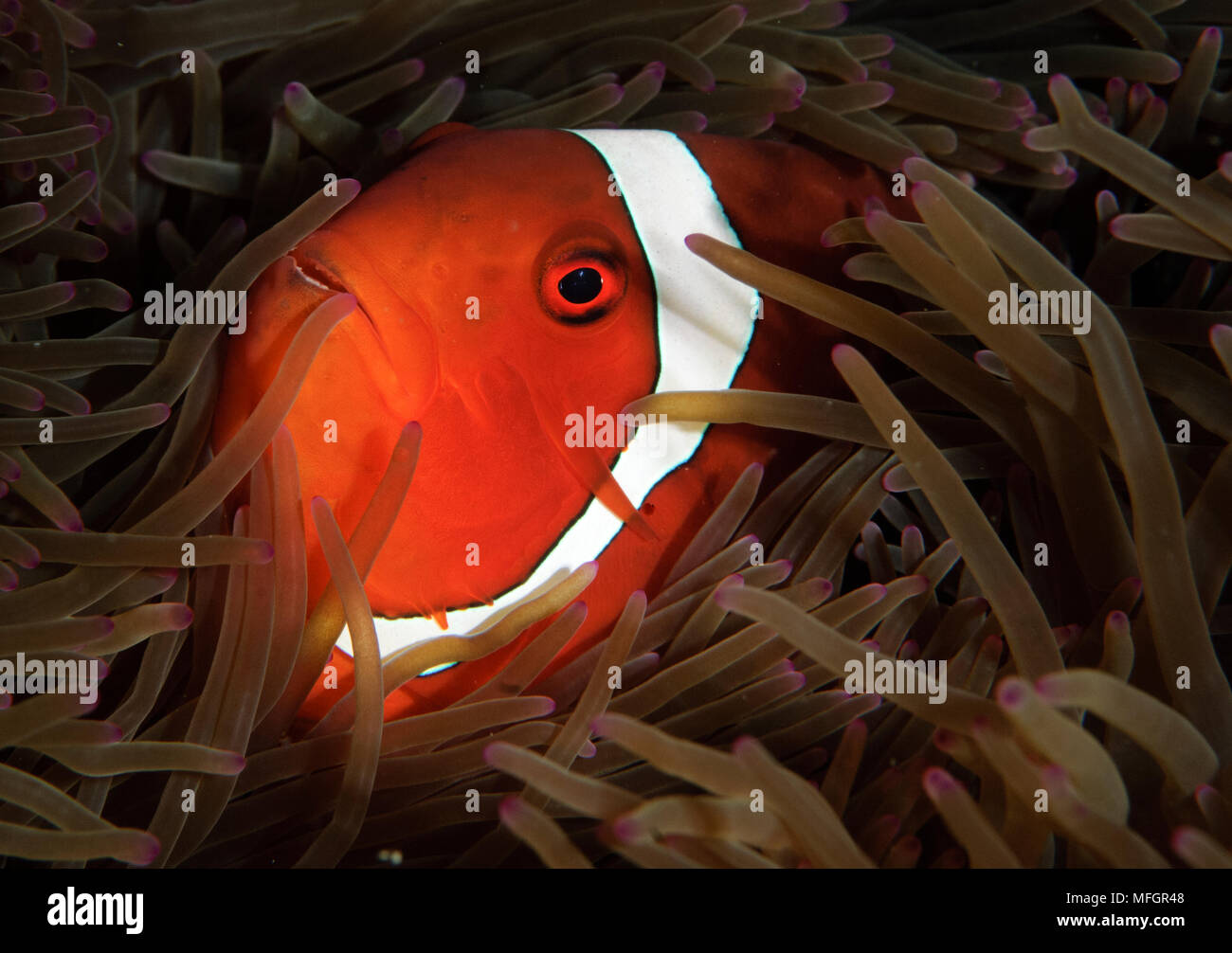 spinecheek anemonefish: Premnas biaculeatus, heads view, Gorontalo, Indonesia Stock Photo