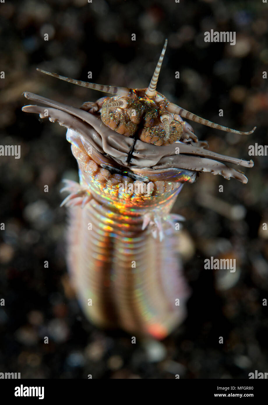 Facial and body view of the predatory Bobbit worm (Eunice aphroditois), taken in 6 metres of water in Lembeh Strait Stock Photo