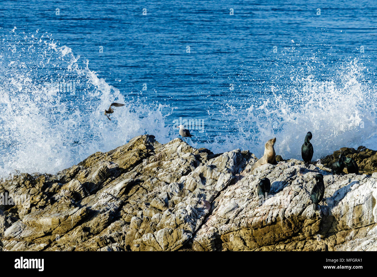 Leo Carrillo State Park near Malibu, California. Variety of marine animals sitting on rock; Pacific ocean and breaking wave in the background. Stock Photo