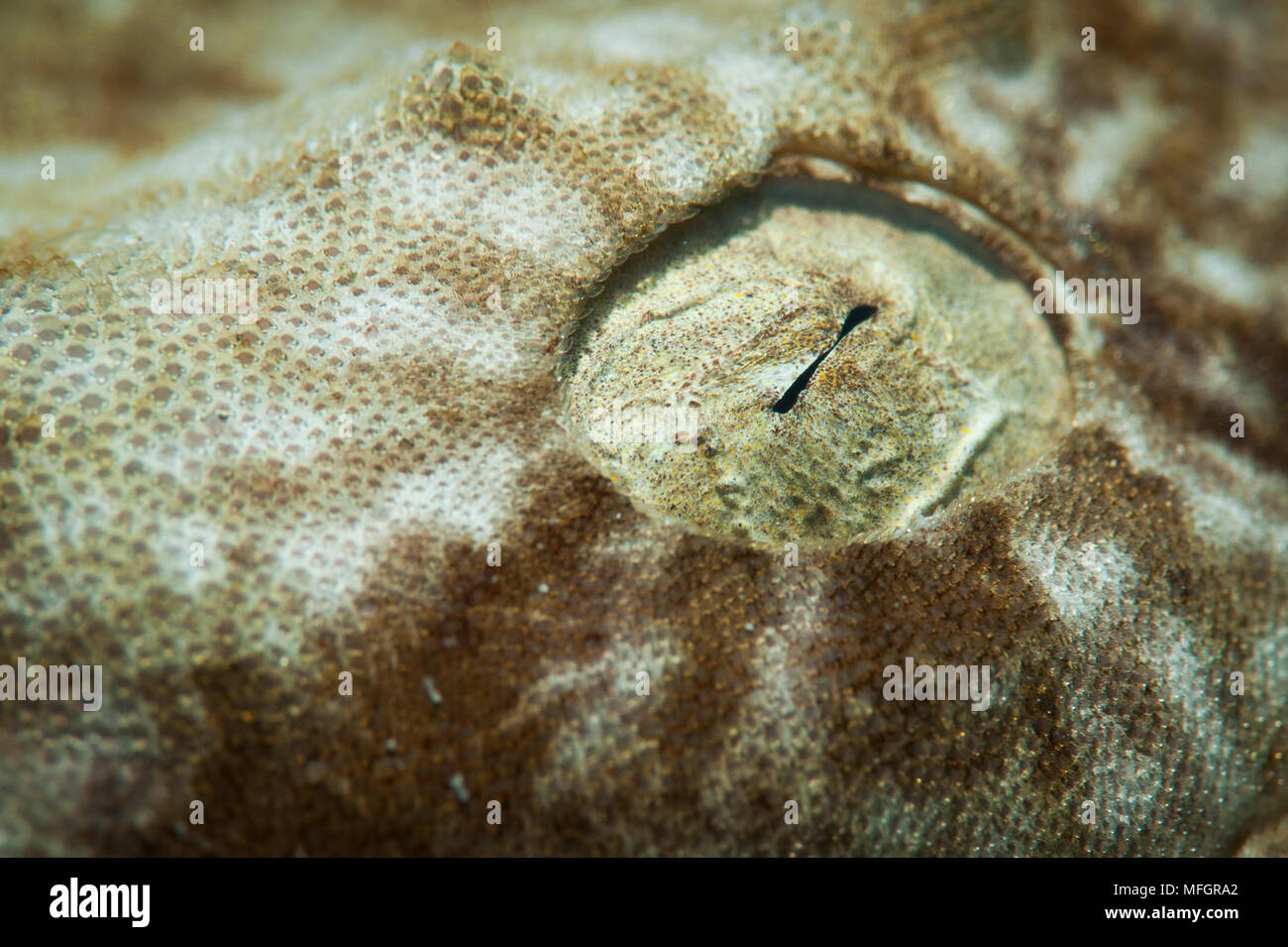 Close up detail of the eye of a  tassled wobbegong shark :Eucrossorhinus dasypogon, Stock Photo