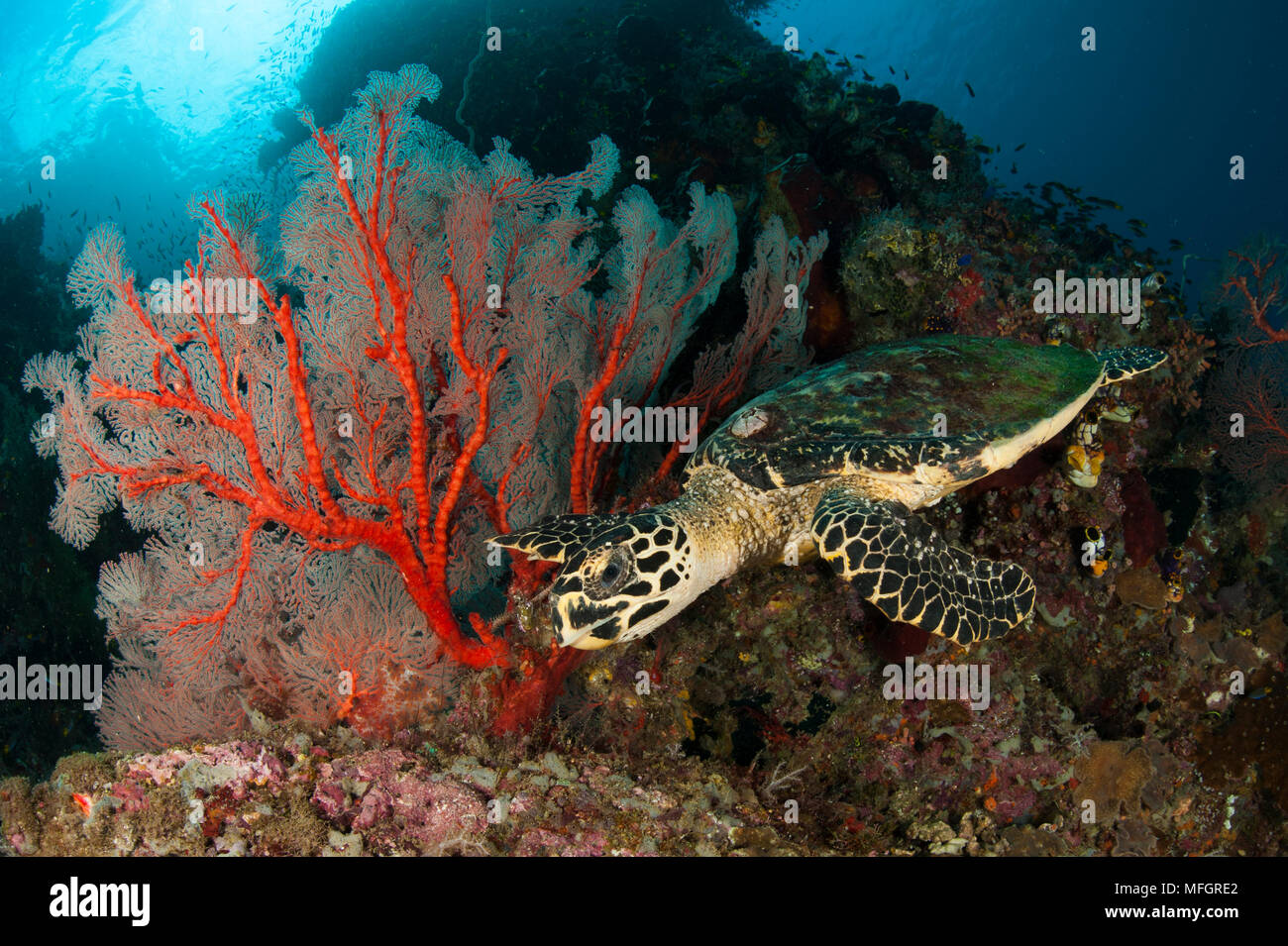 Close up view of a Hawksbill turtle next to a red sea fan on a reef in Raja Ampat, West Papua, Indonesia Stock Photo