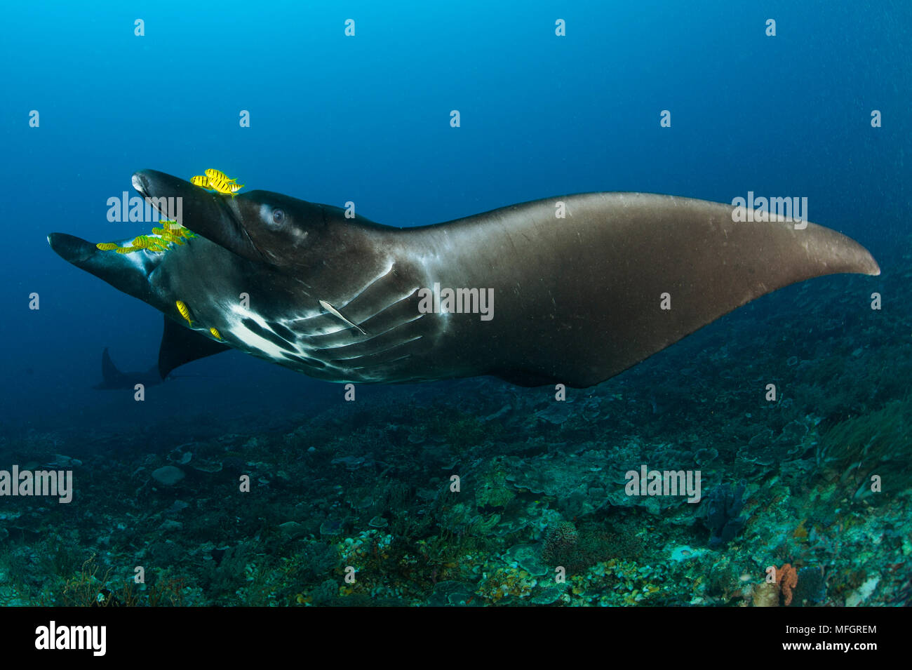 The reef manta ray, Manta alfredi, with yellow pilot fish in front of its mouth, Dampier Strait, Raja Ampat, West Papua, Indonesia Stock Photo