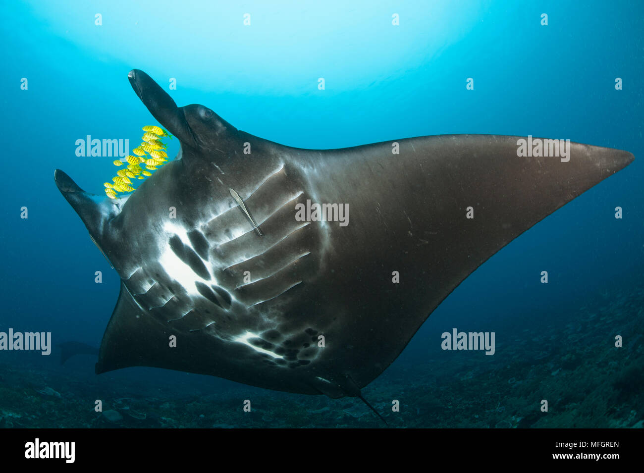 The reef manta ray, Manta alfredi, with yellow pilot fish in front of its mouth, Dampier Strait, Raja Ampat, West Papua, Indonesia Stock Photo