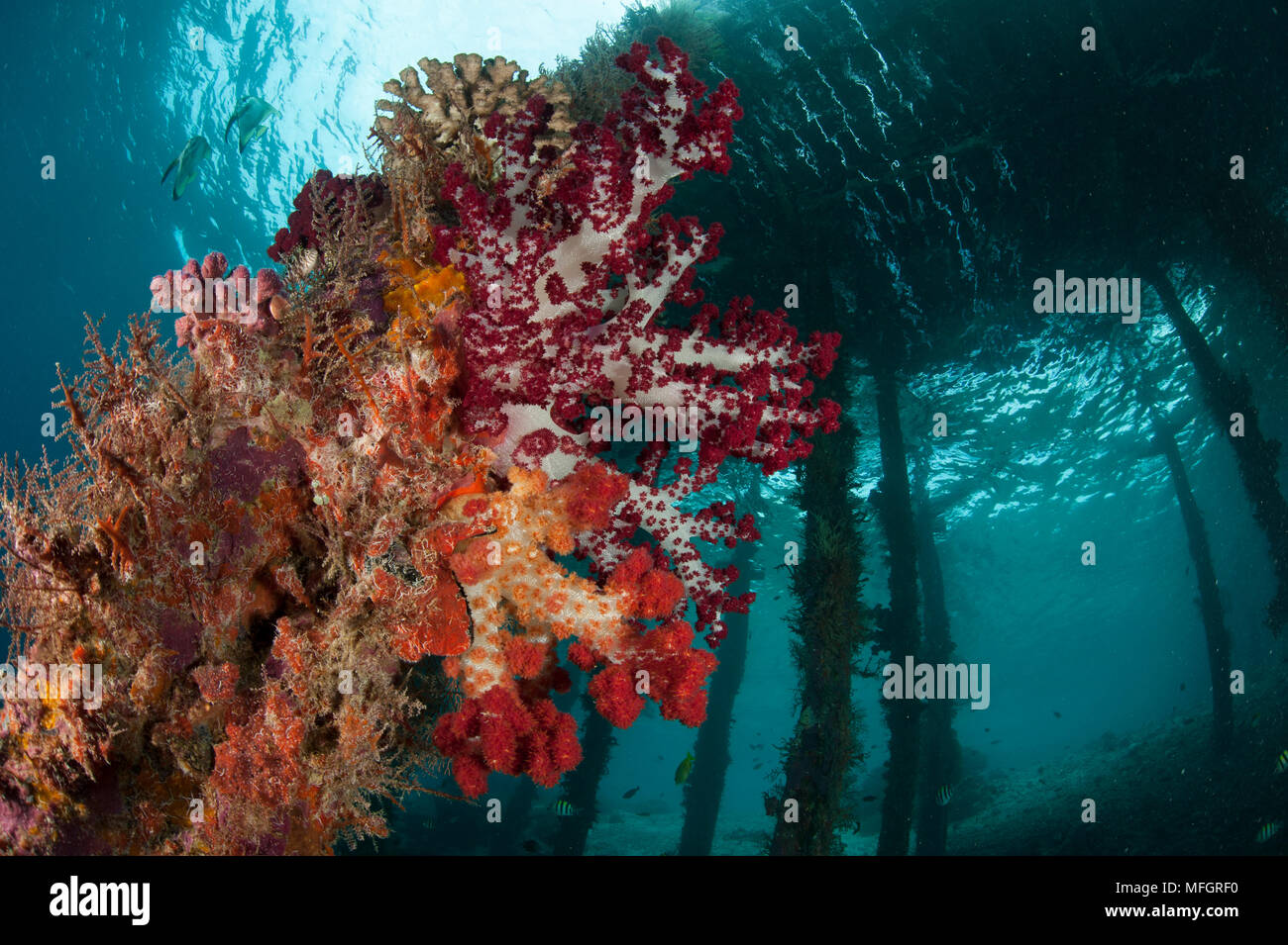 Soft corals (Dendronephthya sp.) adorn the legs of Arborek Jetty, Dmpier Strait, Raja Ampat, Indonesia Stock Photo