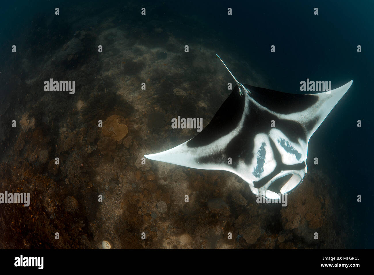 A giant oceanic manta ray (Manta birostris) with beautiful distinct markings, topside view,, Dampier Strait, Raja Ampat, West Papua, Indonesia Stock Photo