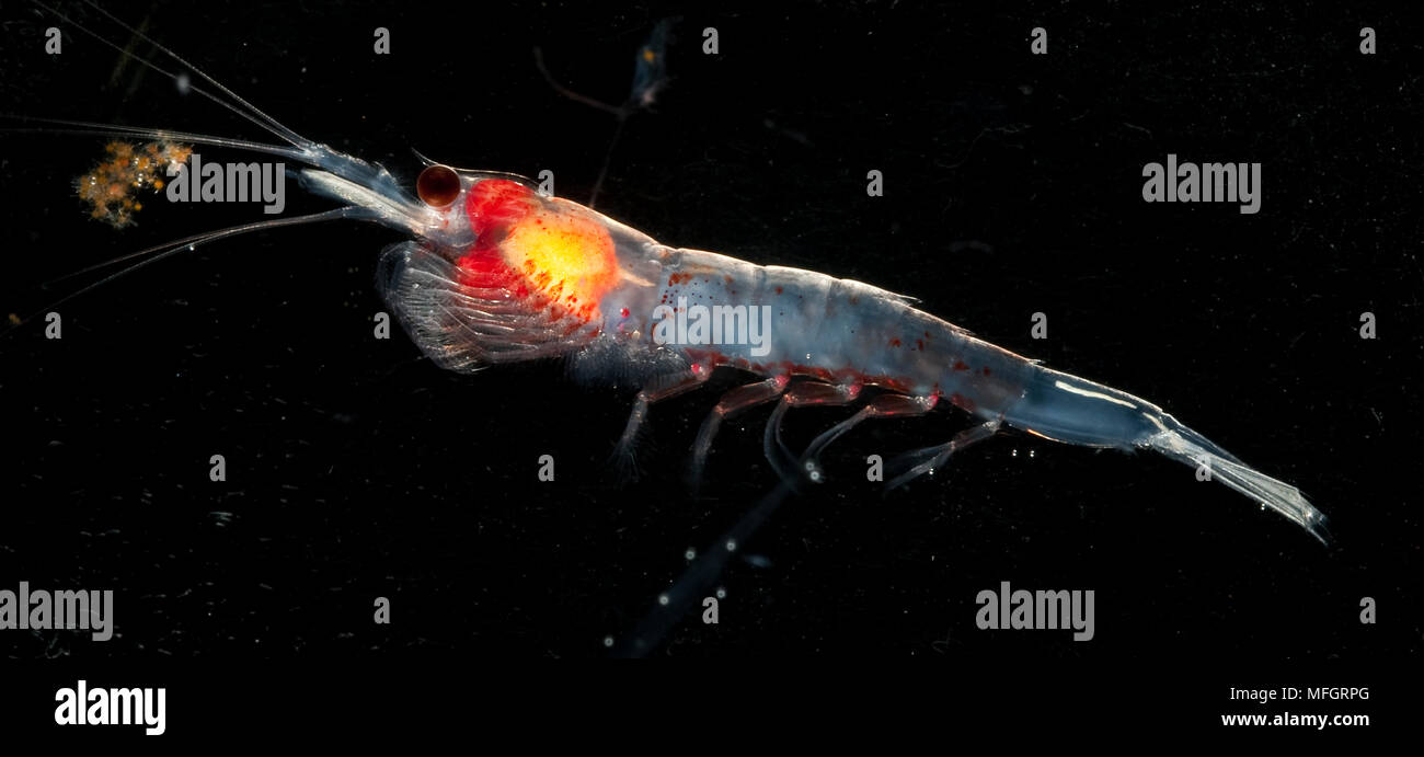 Antarctic krill, Euphausia superba, showing bioluminescence, Southern Ocean, Antarctica Stock Photo