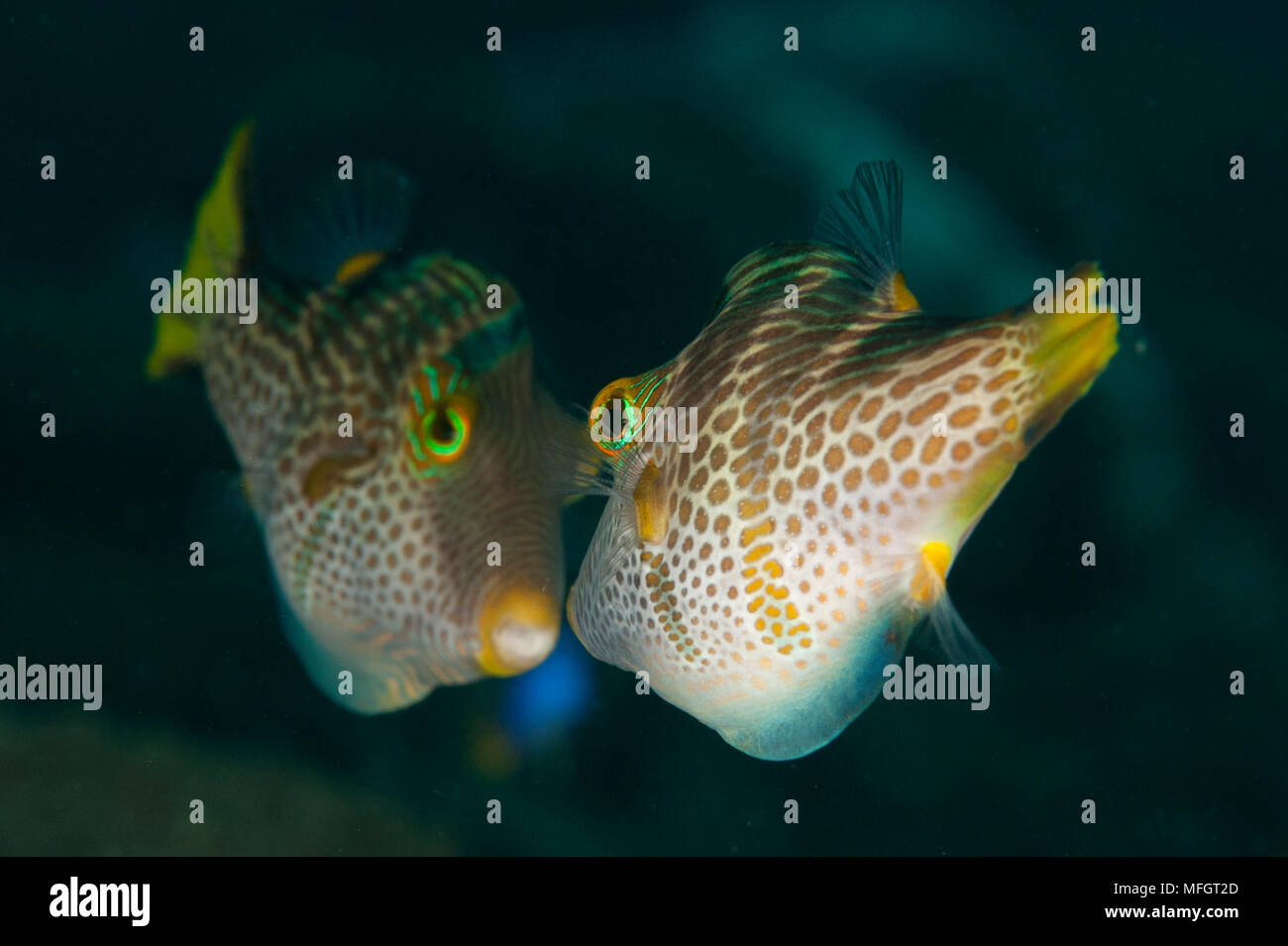 Valentini's Sharpnose Puffer, aka black-saddled toby: Canthigaster valentini, face to face in territorial behaviour, Tulamben, Bali Stock Photo