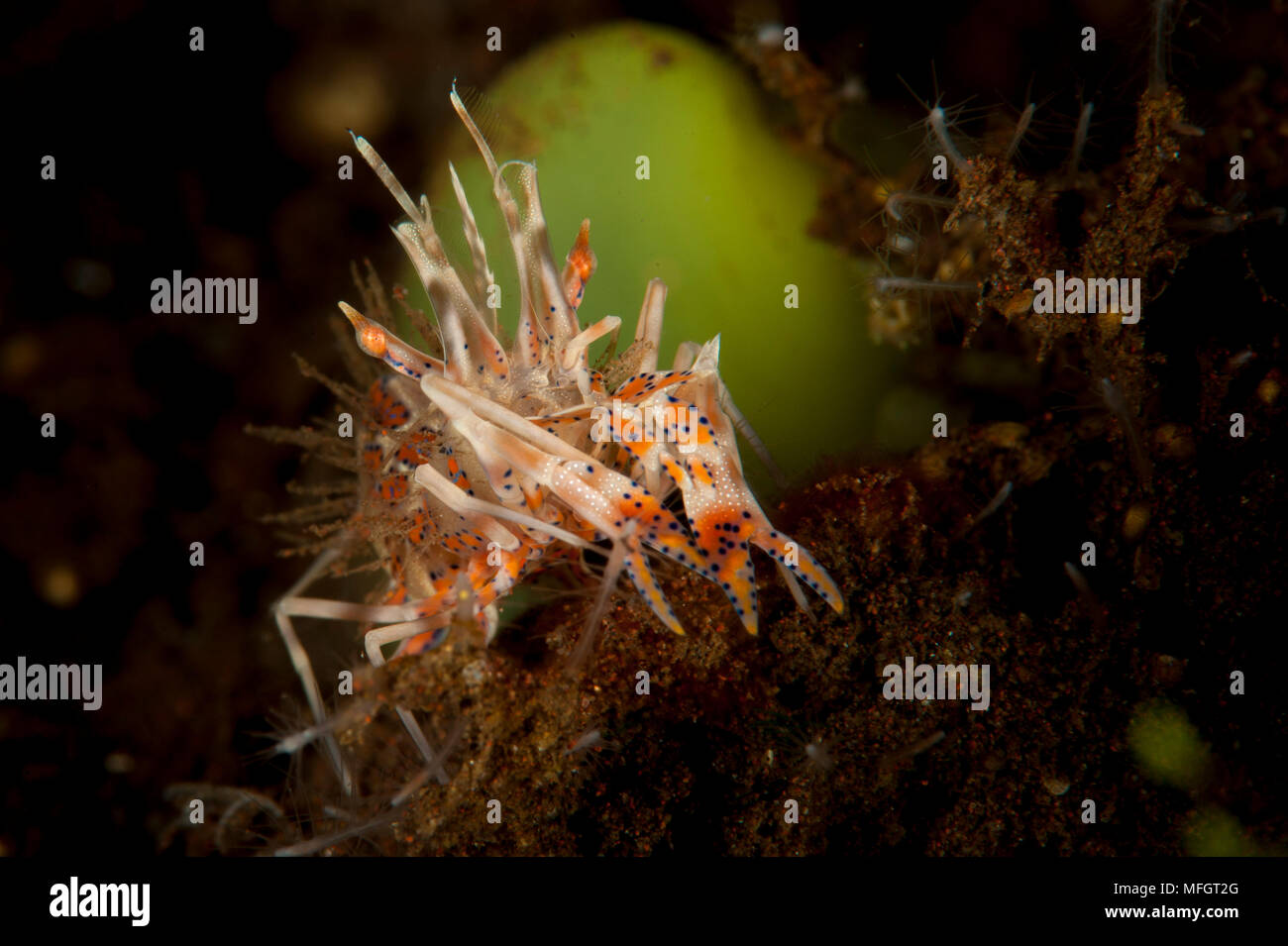 Spiny tiger shrimp (Phyllognathia ceratophthalmus), amongst volcanic sand, Tulamben, Bali Stock Photo