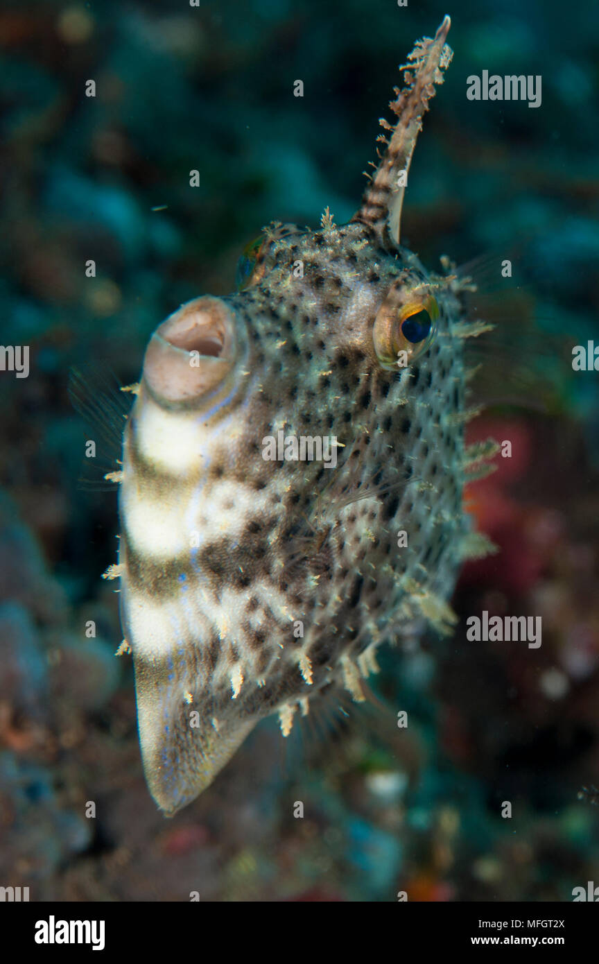 Strapweed filefish: Pseudomonacanthus macrurus, Tulamben, Bali Stock Photo