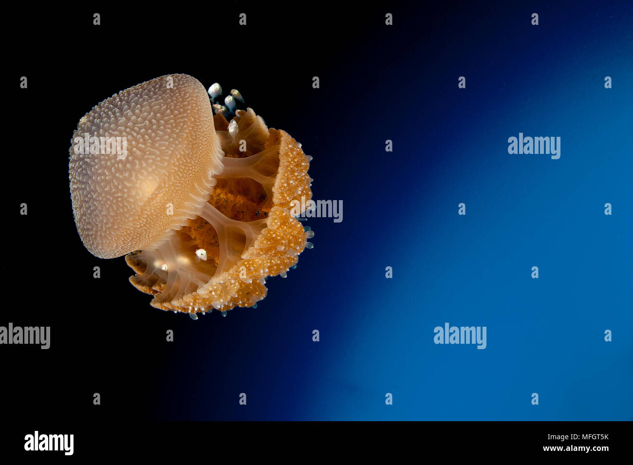 Rhizostome Jellyfish, Thysanostoma thysanura, with the appearance of an alien orbiting a gas planet. Tulamben, Bali Stock Photo