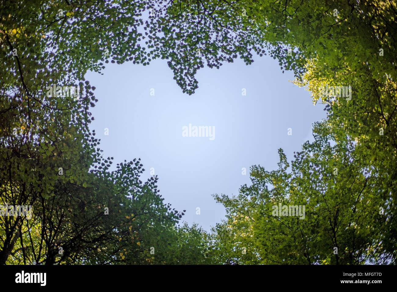 Shape of heart from trees. Beautiful leaves background love nature concept  Stock Photo - Alamy