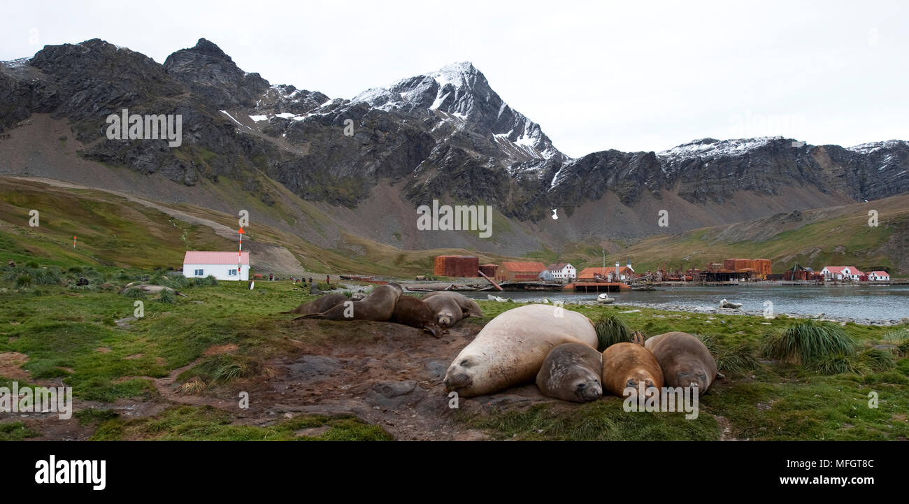 Resting Southern elephant seal (Mirounga leonina), Grytviken, South Georgia is visible in the background Stock Photo