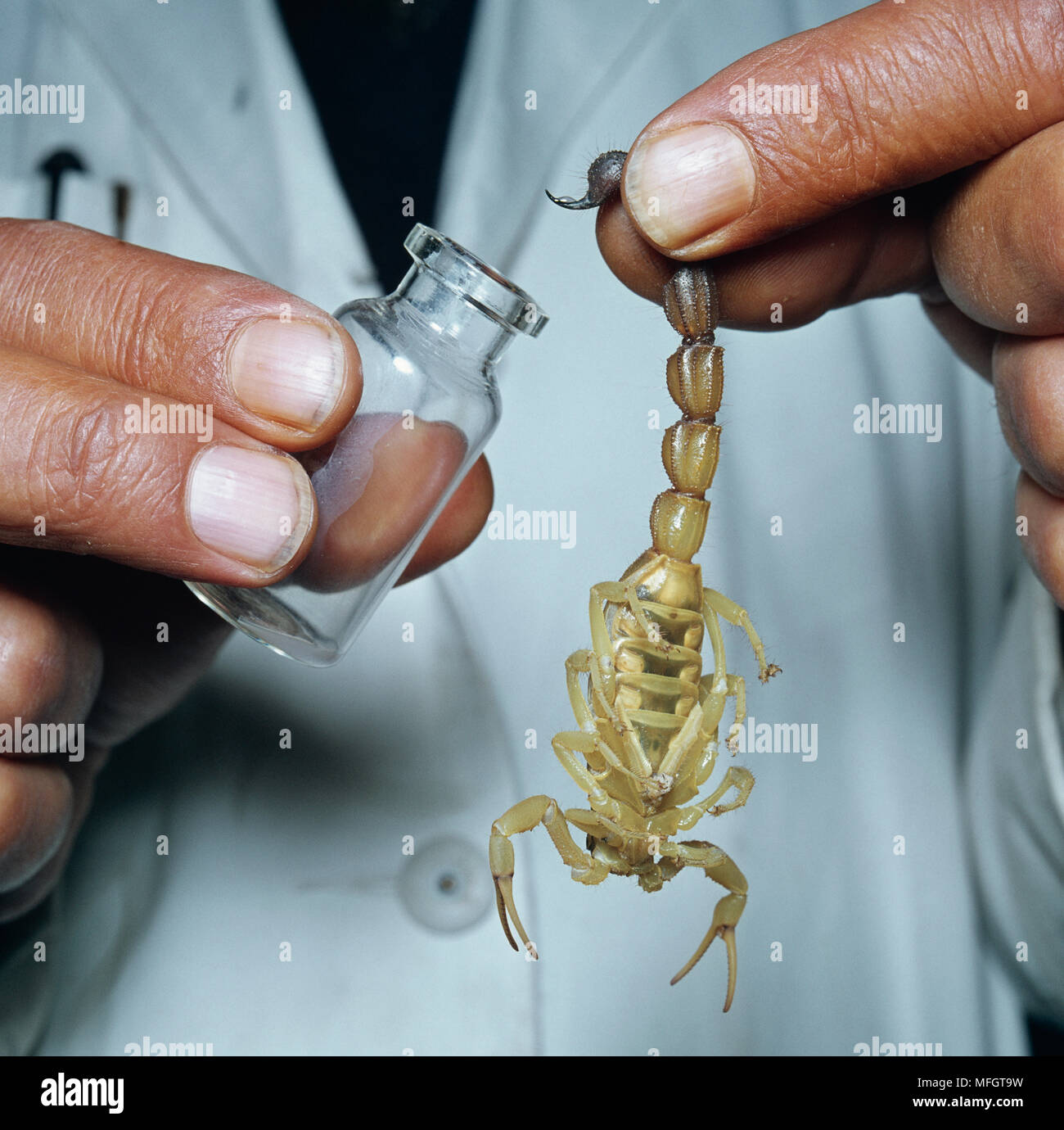 COLLECTING SCORPION VENOM for production of anti-serum  Institute for Medical Research, RSA Stock Photo